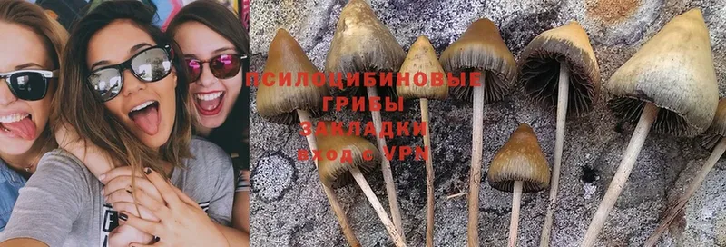 MEGA как войти  Рыбное  Псилоцибиновые грибы Psilocybine cubensis 